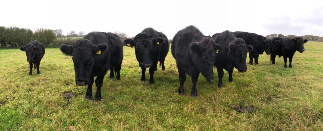 Yellowham Farm, Dorchester Higher Bockhampton Экстерьер фото