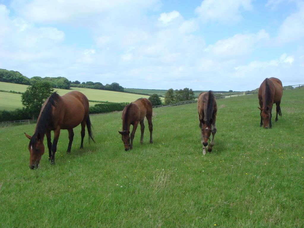 Yellowham Farm, Dorchester Higher Bockhampton Экстерьер фото