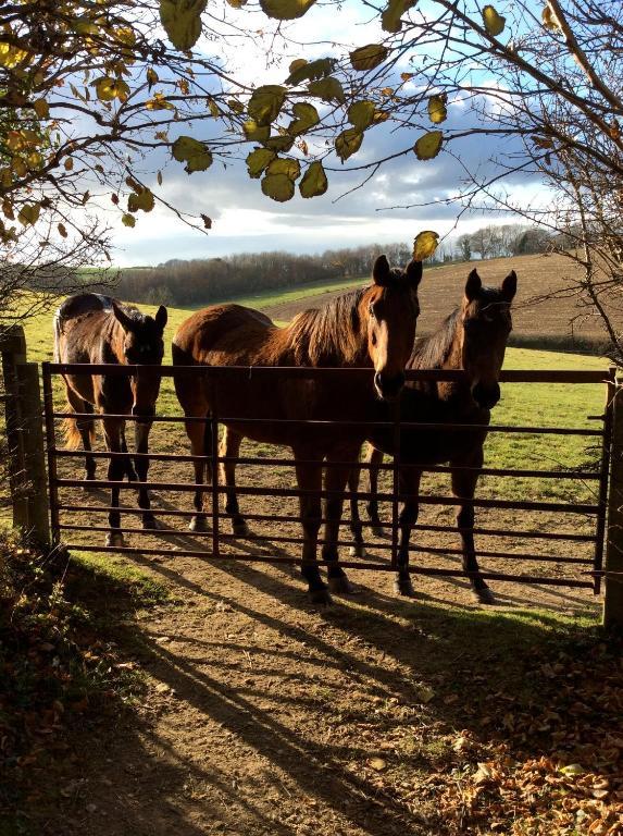 Yellowham Farm, Dorchester Higher Bockhampton Экстерьер фото